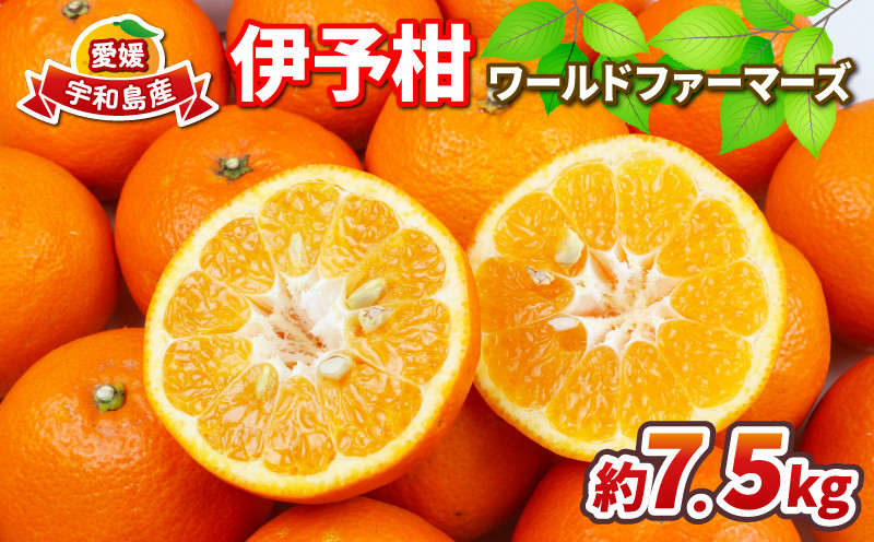 
                  みかん 伊予柑 7.5kg ワールドファーマーズ いよかん 蜜柑 mikan 愛媛みかん 愛媛蜜柑 愛媛ミカン 柑橘 果物 くだもの 愛媛県産 ミカン 宇和島みかん 吉田みかん フルーツ 数量限定 産地直送 農家直送 数量限定 国産 愛媛 宇和島 B012-024006
                
