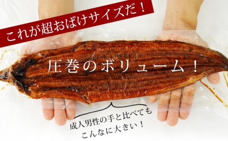 【定期便】三河産うなぎ「超おばけ蒲焼き2尾(合計500g以上)」×6回(隔月1回　1年間)・A134-114