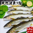 【ふるさと納税】 先行予約 天然波乗り鮎 約1.2kg 10～18尾 鮎 天然 約1.2kg あゆ アユ 天然鮎 清流 海部川 川魚 冷凍 【2024年8月以降にお届け】