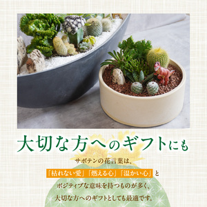 サボテンのオリジナル寄せ植え（小） 本格サボテン 産地直送 サボテン インテリア サボテンギフト プレゼント オシャレ かわいい 人気 多肉植物 [133O01]