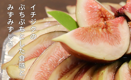 いちじく レアチーズタルト いちじくたっぷり タルト イチジク 冷凍 スイーツ 洋菓子 デザート 季節限定 お取り寄せ