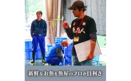 【魚屋のプロが厳選！】 鮮魚 BOX 4kg