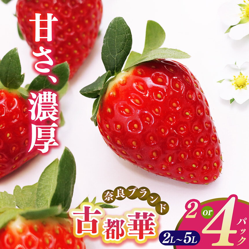 【ふるさと納税】 平群の古都華 2L～5Lサイズ （2～4パック 1～2ケース） 計2～4パック 辻本農園 | 果物 くだもの フルーツ 苺 イチゴ いちご ストロベリー 古都華 ことか 旬の品種 産地直送 奈良県 平群町