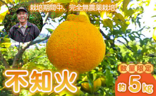 73-12　【先行予約】 中嶋果樹園　栽培期間中無農薬!!   MOA自然農法　完熟袋掛け不知火(しらぬい)　約5kg