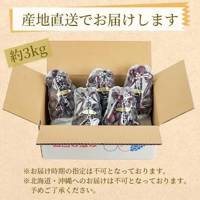 農園直送 朝採り 濃厚 巨峰 約3kg ［2026年・先行予約］巨峰 ぶどう