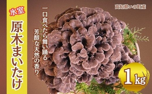 氷室原木まいたけ【2026年事前予約】1ｋg