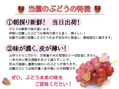 【2616-0303】[厳選品] 大粒希少品種 藤稔1房700g以上！ 朝採れぶどうを直送！ぶどう専門農家が本気で育てたぶどうをお届けします！