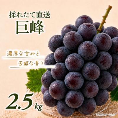 
                  訳あり 巨峰 約2.5kg＜2026年発送＞茨城県産フルーツ 人気のぶどう【1751123】
                