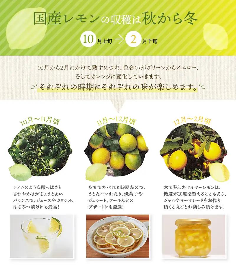 レモン 訳あり マイヤーレモン はぎファーム 5kg【hgf004】