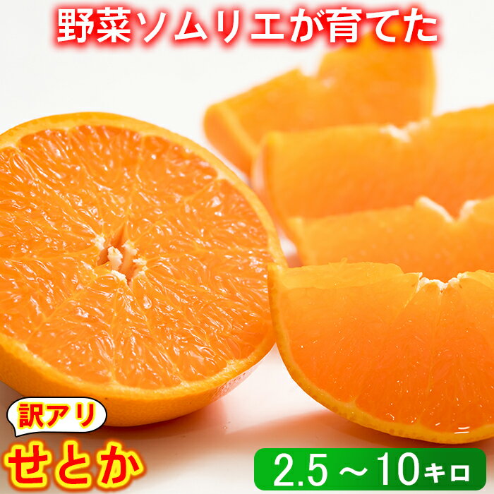【ふるさと納税】【訳あり品】せとか 2.5kg〜10kg 訳あり 期間限定 数量限定 ミカン みかん 柑橘 2.5kg 5kg 10kg 柑橘類 せとか 2月 3月 先行予約 フルーツ 果物 野菜ソムリエ石児さん 豊予農場 ＜103-702＞