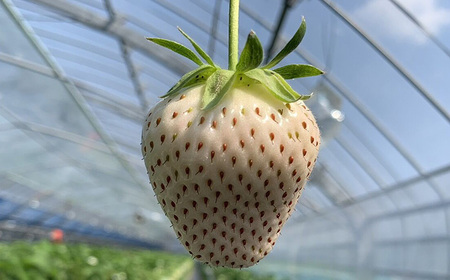 白い宝石（フルーツキャップ）1箱（約470g） / 佐賀県 / 手島農園 [41ABAB007]