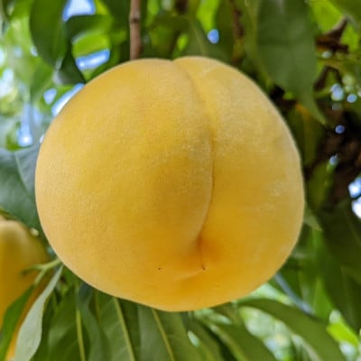山梨市産　黄金桃　約2kg(5～8玉)【配送不可地域：離島】