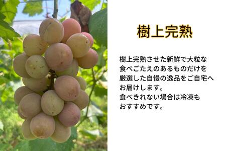 訳あり クイーンニーナ　2房 合計1.0kg以上 産地直送 朝採れ ぶどう 葡萄 岡山 Kawahara Green Farm　岡山県産 2025