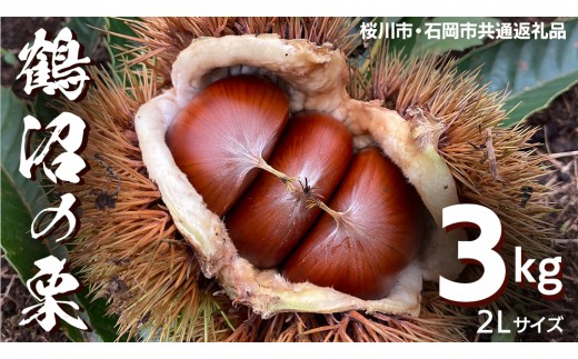 
                  鶴沼 の 栗 3kg (桜川市・石岡市共通返礼品) 和栗 国産栗 くり 栗 生栗 先行予約 2026年9月上旬発送開始 オーガニック肥料 果じゅまる園 [DQ003sa]
                