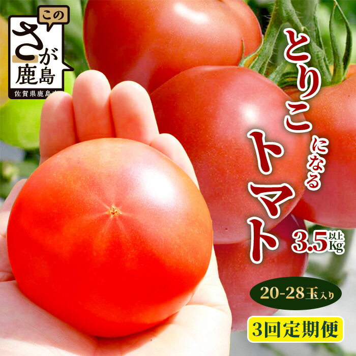 【ふるさと納税】【先行予約】【配送開始月が選べる】【3回定期便】 たにぐちファーム とりこになるトマト3.5kg以上【2025年12月から出荷】 Ricotomato トマト｜定期便 野菜定期便 定期 野菜 トマト 新鮮 サラダ 生野菜 とまと おすすめ 送料無料｜C-84
