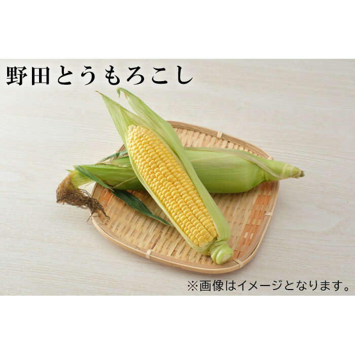 【ふるさと納税】No.242 野田とうもろこし ／ 朝採れ 穀物 トウモロコシ 送料無料 千葉県