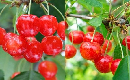 【定期便5回】山形果実の彩 【令和8年産先行予約】FS25-681 くだもの 果物 フルーツ 山形 山形県 山形市 2026年産