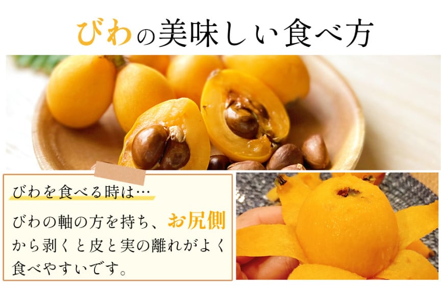 AH093 【先行受付】長崎県産 ハウスびわ 約500g 化粧箱入り 【 フルーツ 果物 くだもの びわ ビワ 枇杷 数量限定 季節限定 初夏 冷蔵 長崎県 島原市 】_イメージ3