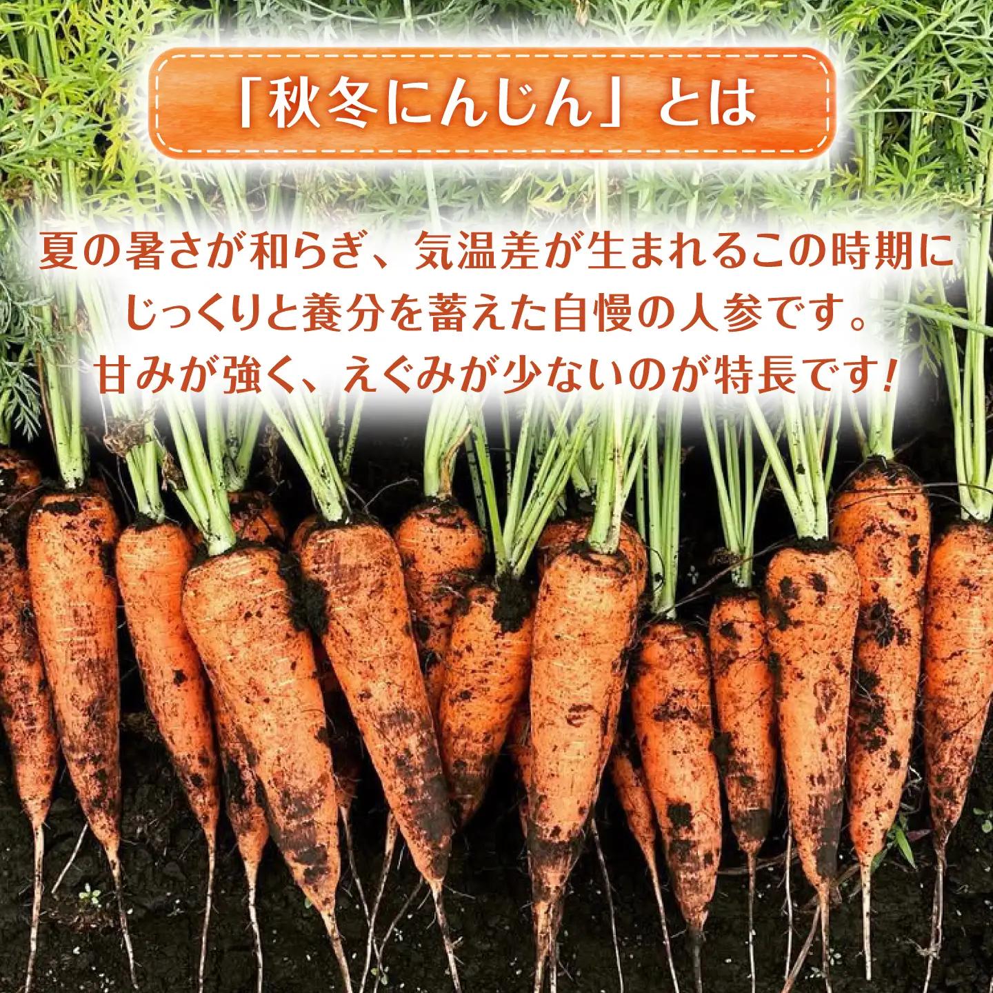【先行予約】【2026年11月より順次発送】菊陽秋冬にんじん (訳あり) 約10kg / にんじん 菊陽にんじん 秋冬にんじん ニンジン 人参 野菜 熊本 菊陽 【さかもと農園】[BHDL008]