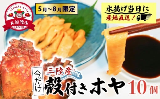 【先行予約】 殻付きホヤ 10個 期間限定 ＼5月頃より順次発送／ ほや ホヤ Hoya 串焼き フライ ごはん 夕飯 おかず おつまみ 晩酌 海産物 海鮮 魚介 魚介類 大船渡 三陸 岩手県 国産