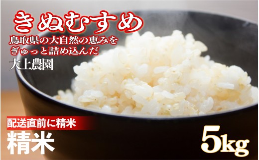 令和7年産 大上農園きぬむすめ精米 5kg｜鳥取県産 令和7年 2025年産 お米 精米 大上農園 やまのおかげ屋【31046】