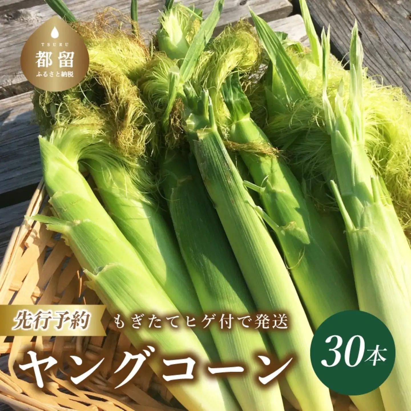 【2026年発送】山梨県産 ヤングコーン　とうもろこし 30本入｜とうもろこし