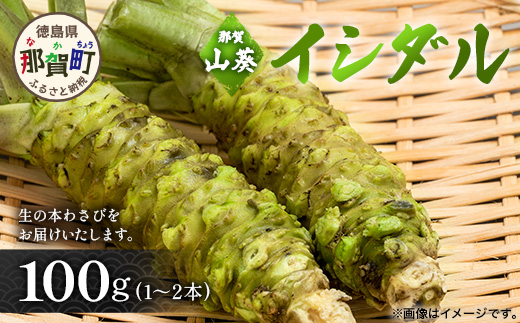 那賀わさび (イシダル) 約100g 1～2本【徳島県 那賀町 生産者直送 産地直送 本わさび わさび ワサビ 生わさび 山葵 野菜 香味野菜 国産 イシダル 薬味 調味料 万能 新鮮】FN-11