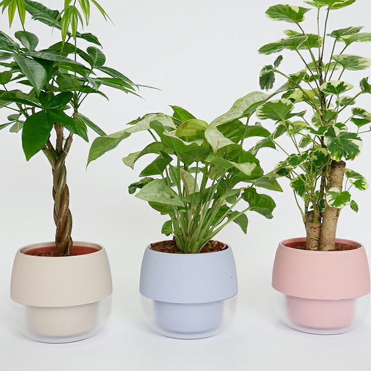 【ふるさと納税】 観葉植物 キュートビビスモーキー 3個 セット A [三浦園芸 愛知県 岡崎市 ok23bzw830006] インテリア 水耕栽培 ミニ 植物 ハイドロコーン 発砲煉石 陶器 管理方法 緑のある暮らし 育てやすい 初心者 手軽