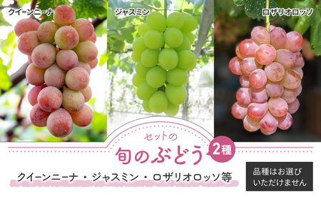 先行予約2024年発送【秀果園】ナガノパープルと旬のぶどう　３種セット（約2kg）※秋お届け |長野県 長野 東御市 人気 信州 ナガノパープル 秀果園 ぶどう フルーツ 果物 おすすめ 厳選 種無し