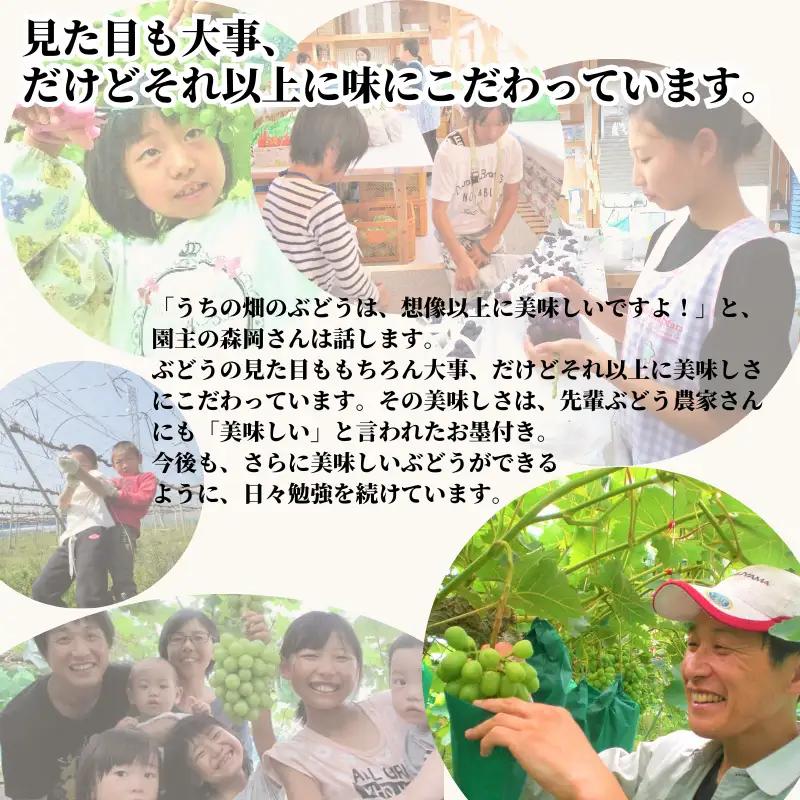 家庭用 ピオーネ 約1.2kg 2房 岡山県新見市 もりおか農園 よろこびぶどう  【先行予約 2026年9月上旬から順次発送】