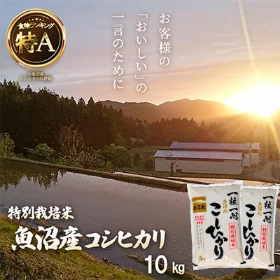 ふるさと納税 小千谷市 令和7年産 魚沼産コシヒカリ 10kg【特別栽培米】