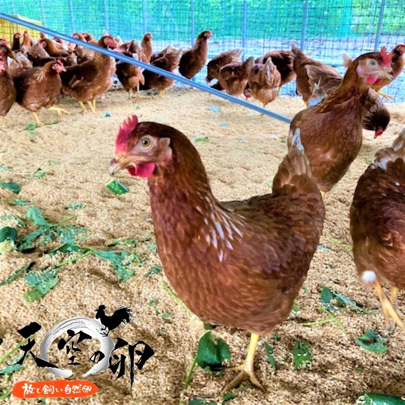 信州小川村　有機飼料を食べて育った、栄養たっぷりの朝採れ卵を当日出荷