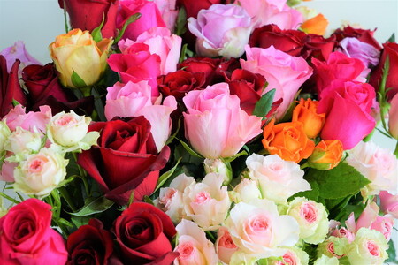 訳あり　生産農家直送！ご家庭用バラ花束35本セット 簡易包装_AL02 ※沖縄・離島への配送不可