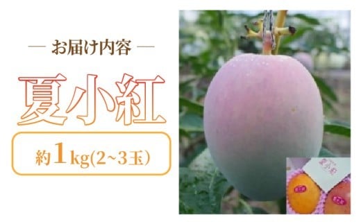 2026年 先行予約 マンゴー 夏小紅 約1kg 2～3玉 ますみ農園 甘味 スッキリ 果物 フルーツ