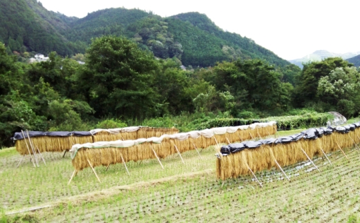 【令和7年産】濃福米 3kg 奈良県吉野町/福本商店[BRDQ001]