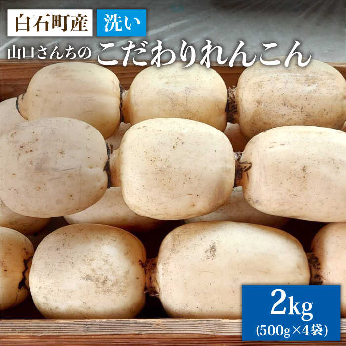 【ふるさと納税】【令和7年9月以降発送】【農家直送！】 洗いれんこん 2kg（500g×4袋）〜山口さんちの贈り物〜【y'scompany】 蓮根 レンコン 根菜 野菜 佐賀県 白石町 [IAS003]
