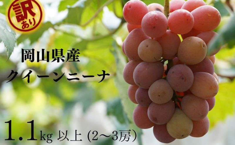 
                  訳あり　クイーンニーナ　2房 合計1.0kg以上 産地直送 朝採れ ぶどう 葡萄 岡山 Kawahara Green Farm 岡山県産 2025
                