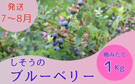K6　しそう の ブルーベリー 1kg （500ｇ×2）【 フレッシュ 生 採れたて 摘みたて ブルーベリー 産地直送 国産 期間限定 大容量 無農薬 】
