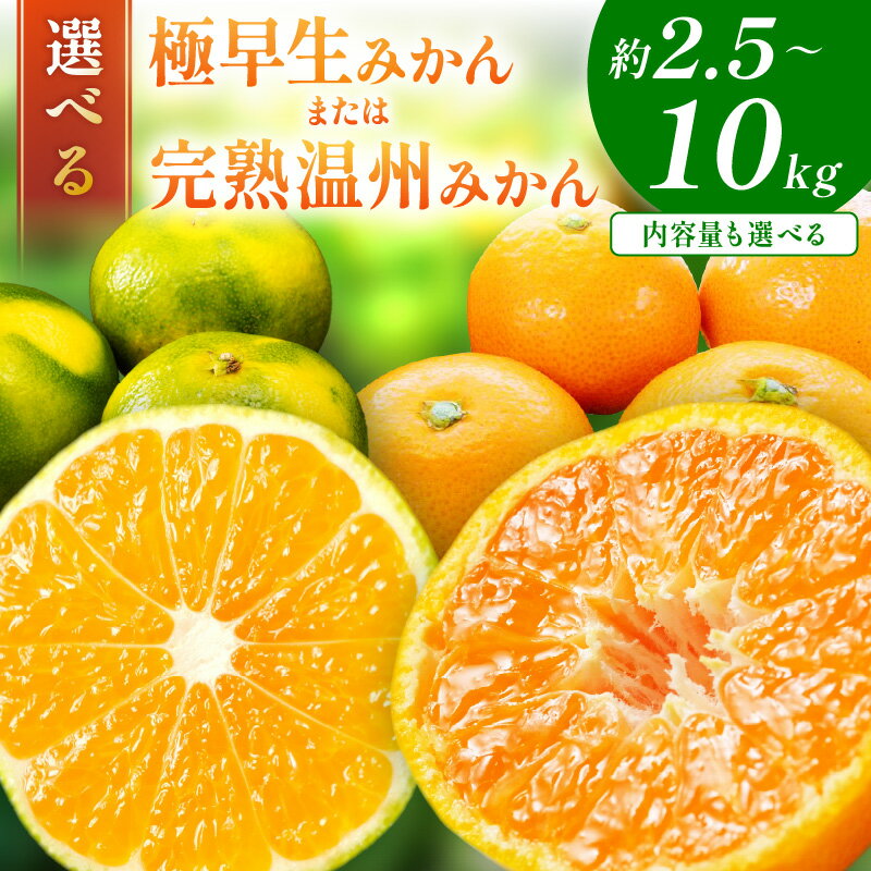 【ふるさと納税】「濃厚な味のとろける美味しさ」極早生みかん 完熟温州みかん《先行予約》約2.5kg 約5kg 約10kg 甘酸っぱいみかん ふるさと納税 みかん 予約 2025 ふるさと納税 みかん 甘い 和歌山 ミカン フルーツ 果物 くだもの 柑橘 人気 5キロ 10キロ 数量限定 期間限定