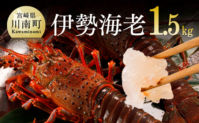 
            伊勢海老1.5kg（2～5尾） 【 魚介 伊勢海老 イセエビ 】
          