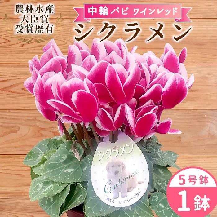 《シクラメン パピ 色：ワインレッド》農林水産大臣賞受賞  愛知県産 シクラメン ５号鉢 中輪パピ 花  ワインレッド プレゼント 贈り物 鉢花 鉢 ガーデン ガーデニング 高品質 クリスマス -221