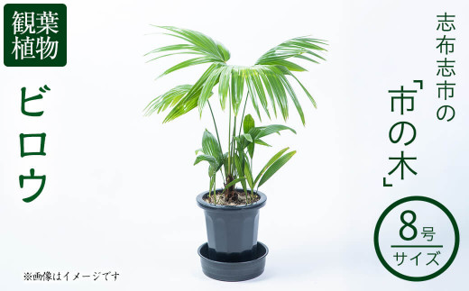 【数量限定】観葉植物 ビロウ ８号サイズ