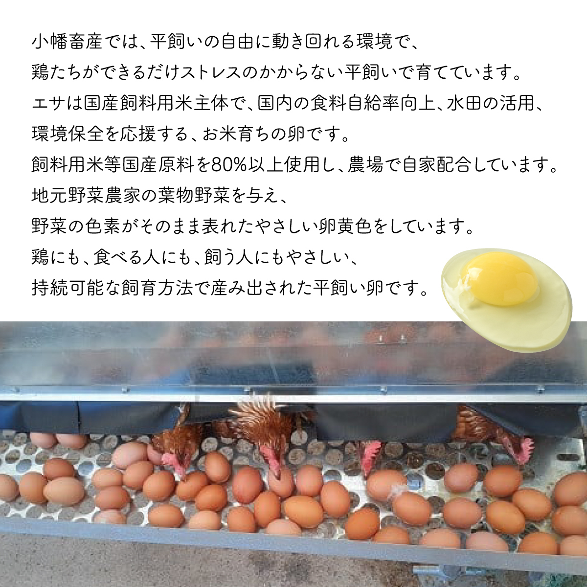 714 平飼い やさしい ひたち野 穂の香 卵 30個 12ヶ月 定期便【小幡畜産】