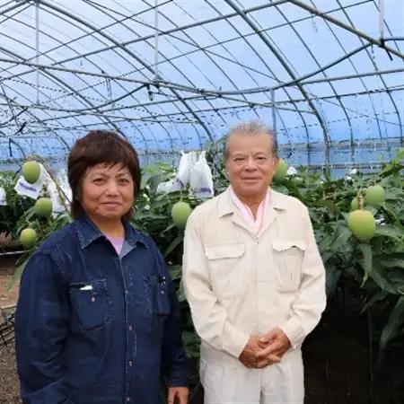 【先行受付・2026年7月から順次発送・家庭用】糸洲農園のアーウィンマンゴー2kg(4～6玉)【配送不可地域：離島】【1694624】
