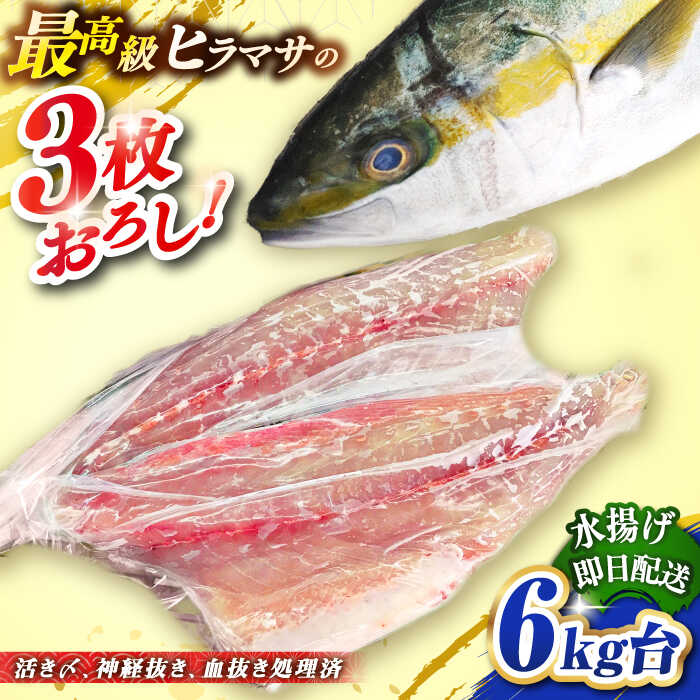【ふるさと納税】壱岐島産天然ヒラマサ（6キロ台・三枚おろし） 《壱岐市》【壱岐島　玄海屋】[JBS079] ヒラマサ 魚 刺身 煮物 カルパッチョ お寿司 81000 81000円 8万円 のし プレゼント ギフト 冷蔵配送