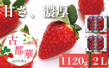 平群の古都華 いちご 2Lサイズ （2パック×2ケース） 計4パック 辻本農園 2025年1月発送 | 果物 くだもの フルーツ 苺 イチゴ いちご ストロベリー 古都華 ことか 旬の品種 産地直送 