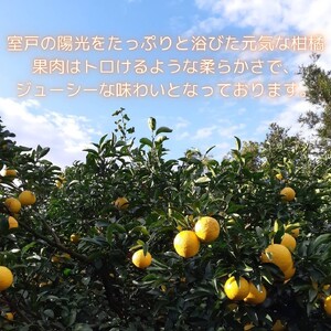 【先行予約】【訳あり】星タンゴール４ｋｇ※4月上旬より出荷開始予定 柑橘 みかん