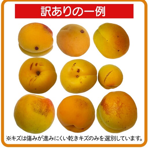【2026年先行予約】長野県千曲市産 加工用(訳あり)生あんず 1.5kg | あんず