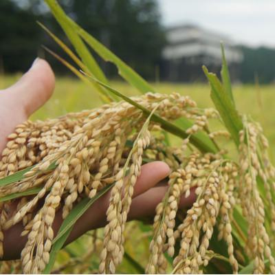 ふるさと納税 上越市 令和7年・新潟県産|特別栽培米コシヒカリ 精米5kg(富永農産) |  | 02