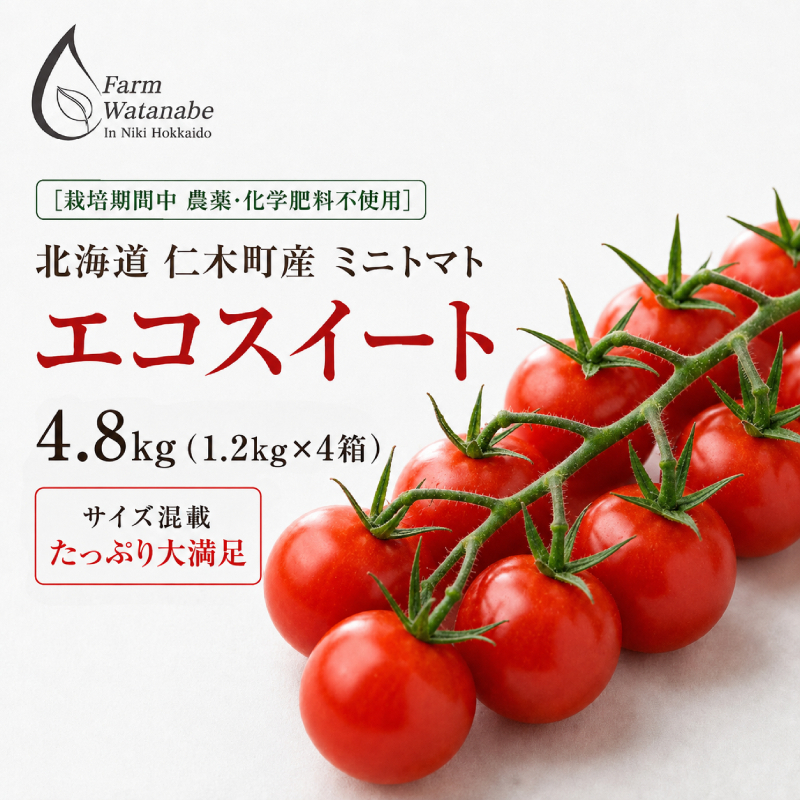 2027年発送 先行受付[栽培期間中 農薬・化学肥料不使用] 北海道 仁木町産 ミニトマト エコスイート 1.2kg×4箱 サイズ混載 トマト 野菜 [Farm Watanabe]